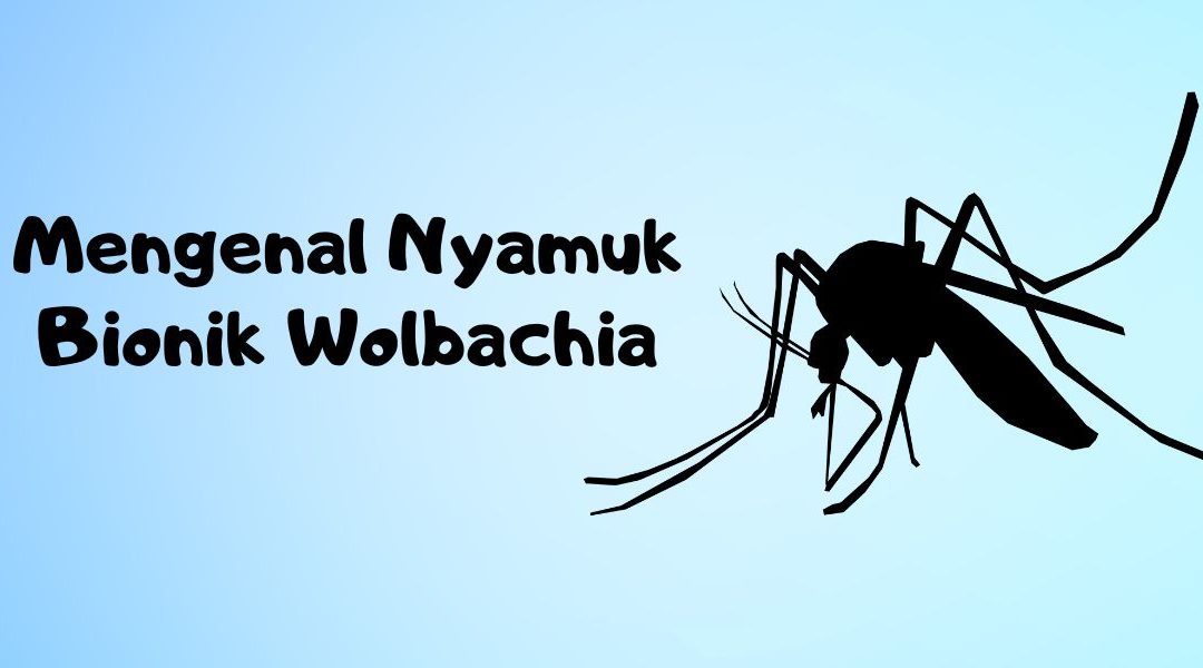 Kenalan Lebih Dekat dengan Nyamuk Wolbachia